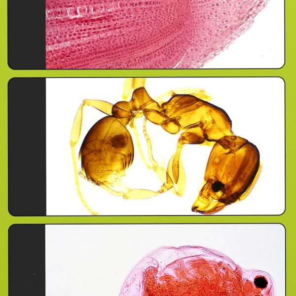 https://vietscope.net/cua-hang/kinh-hien-vi-bresser-40x-800x-duc-danh-cho-hoc-sinh/